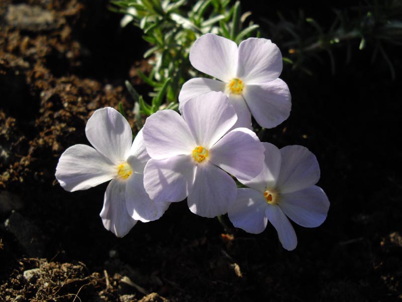 Phlox diffusa en fleurs sur des pentes alpines ouvertes en haute montagne